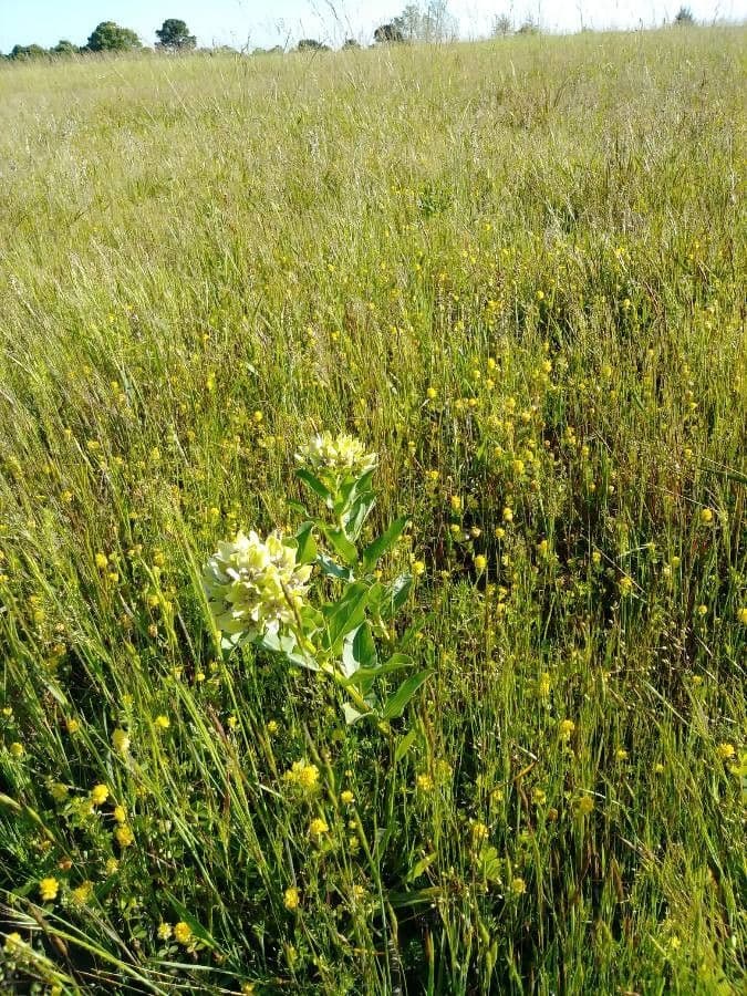 Asclepias viridis 15