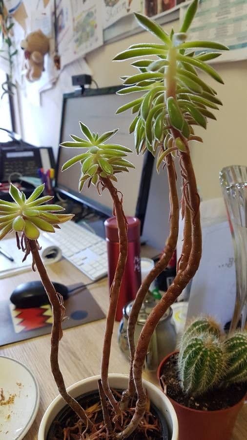 Aeonium simsii 17