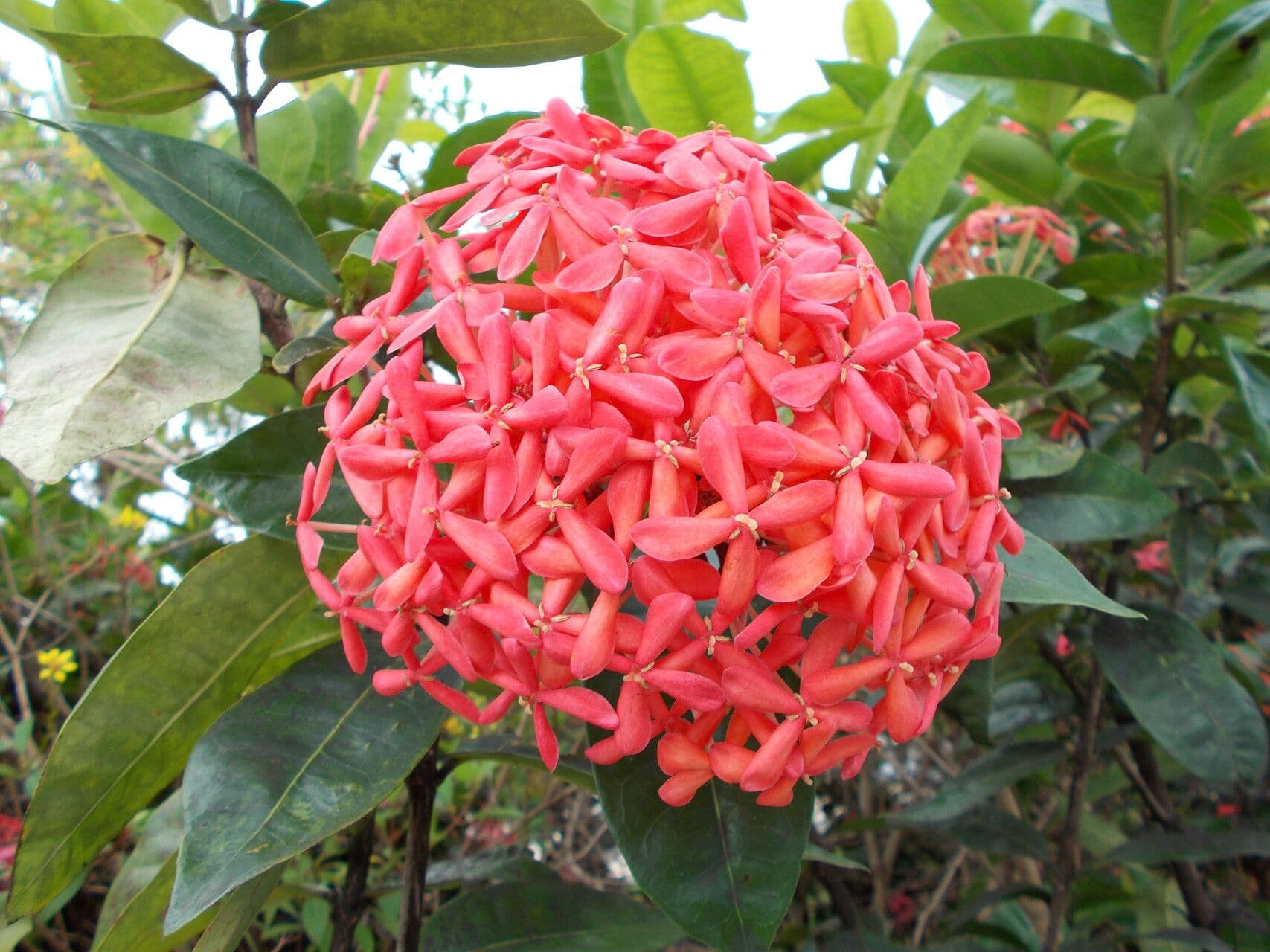 Ixora 5