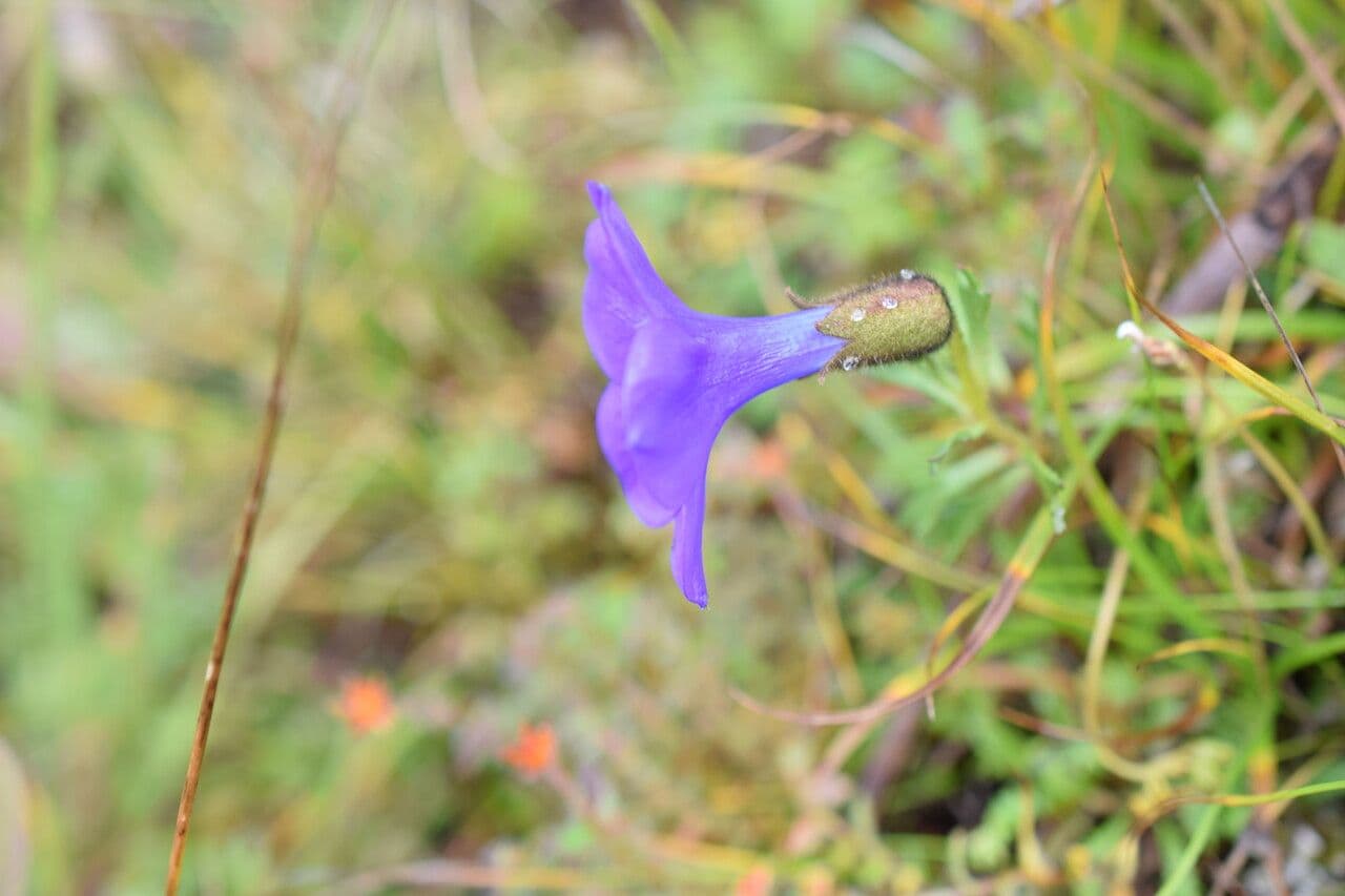 Cyananthus 8