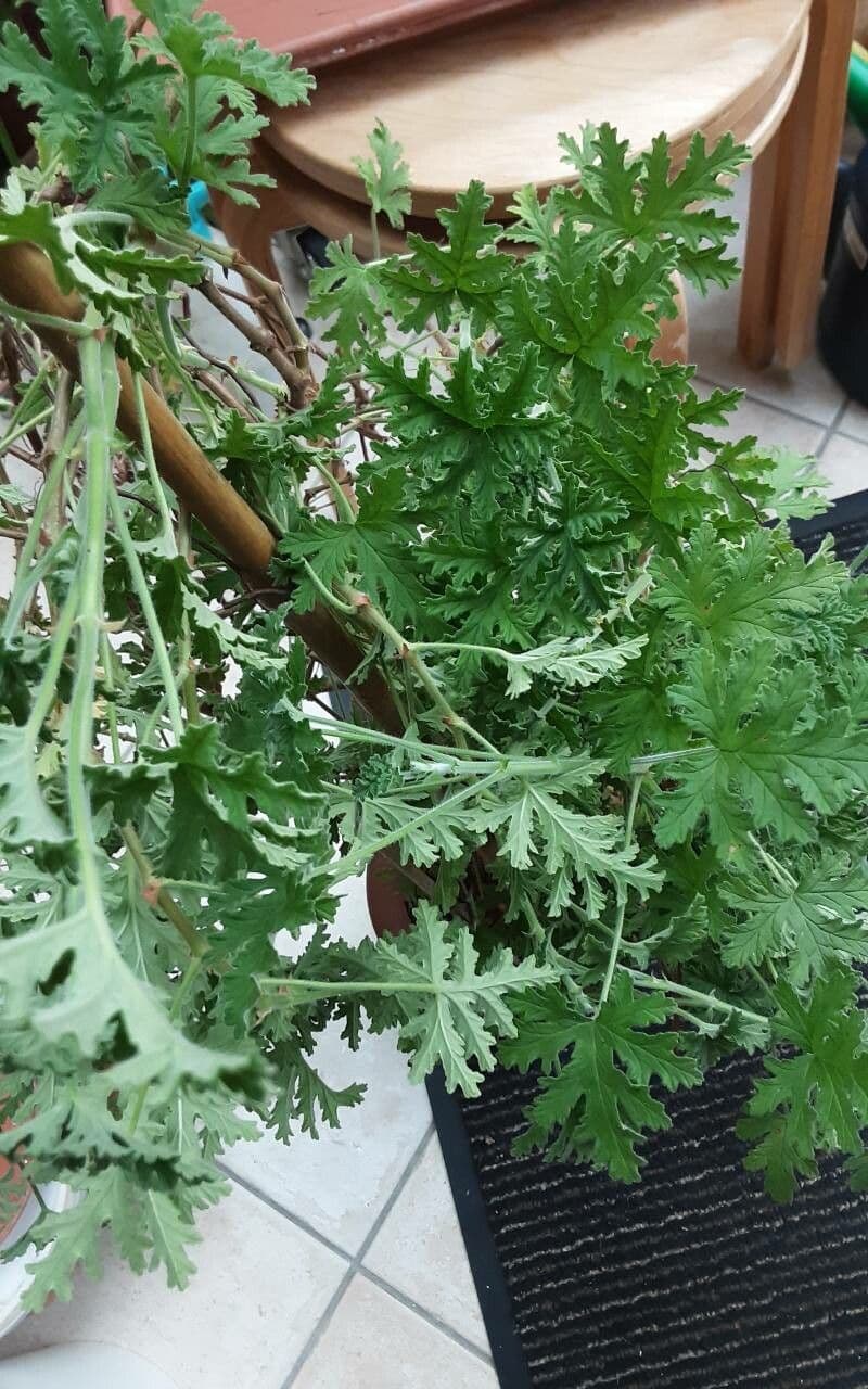 Citronella 10
