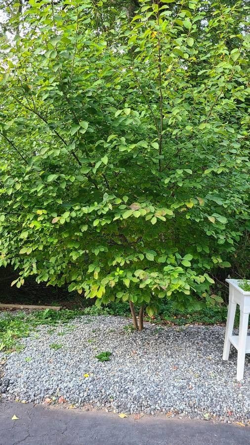 Lindera benzoin 12