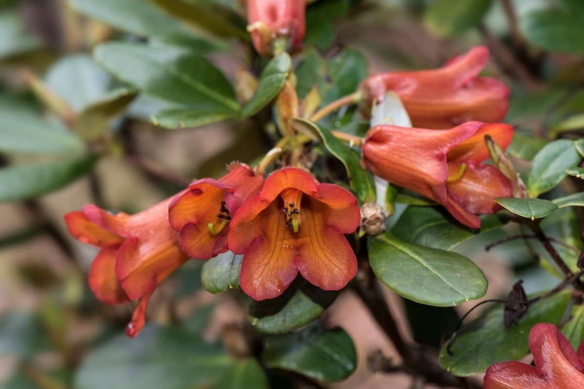Rododendro 2