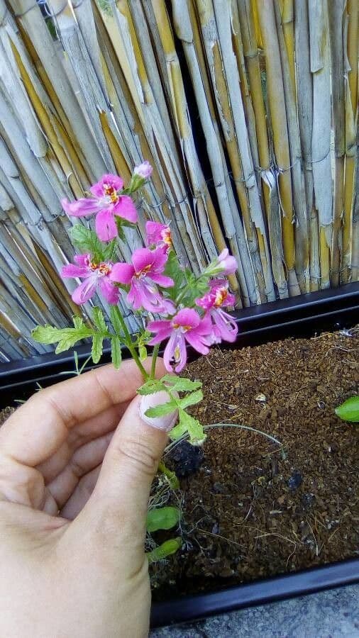 Schizanthus pinnatus 14