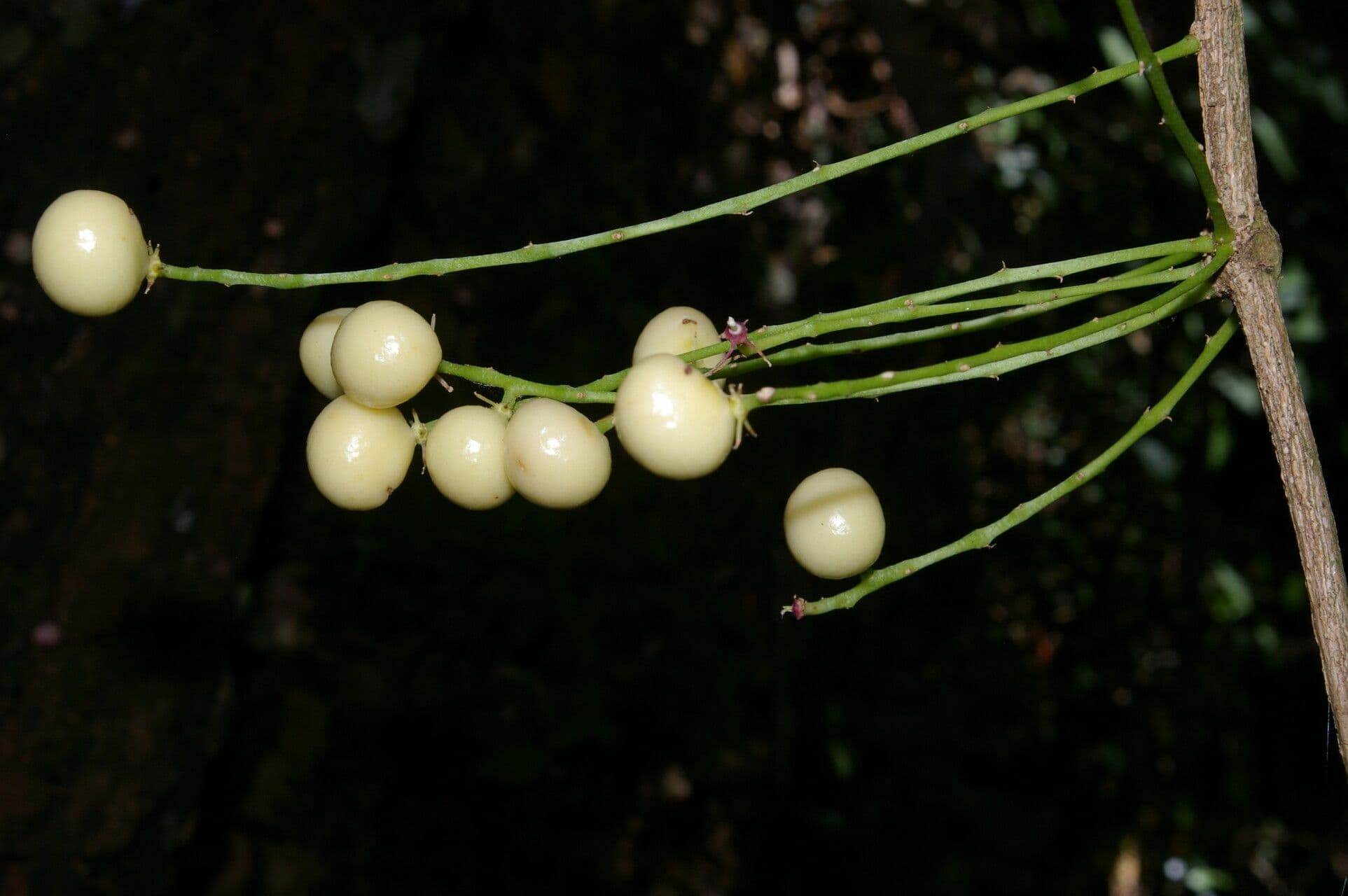 Psohlav
