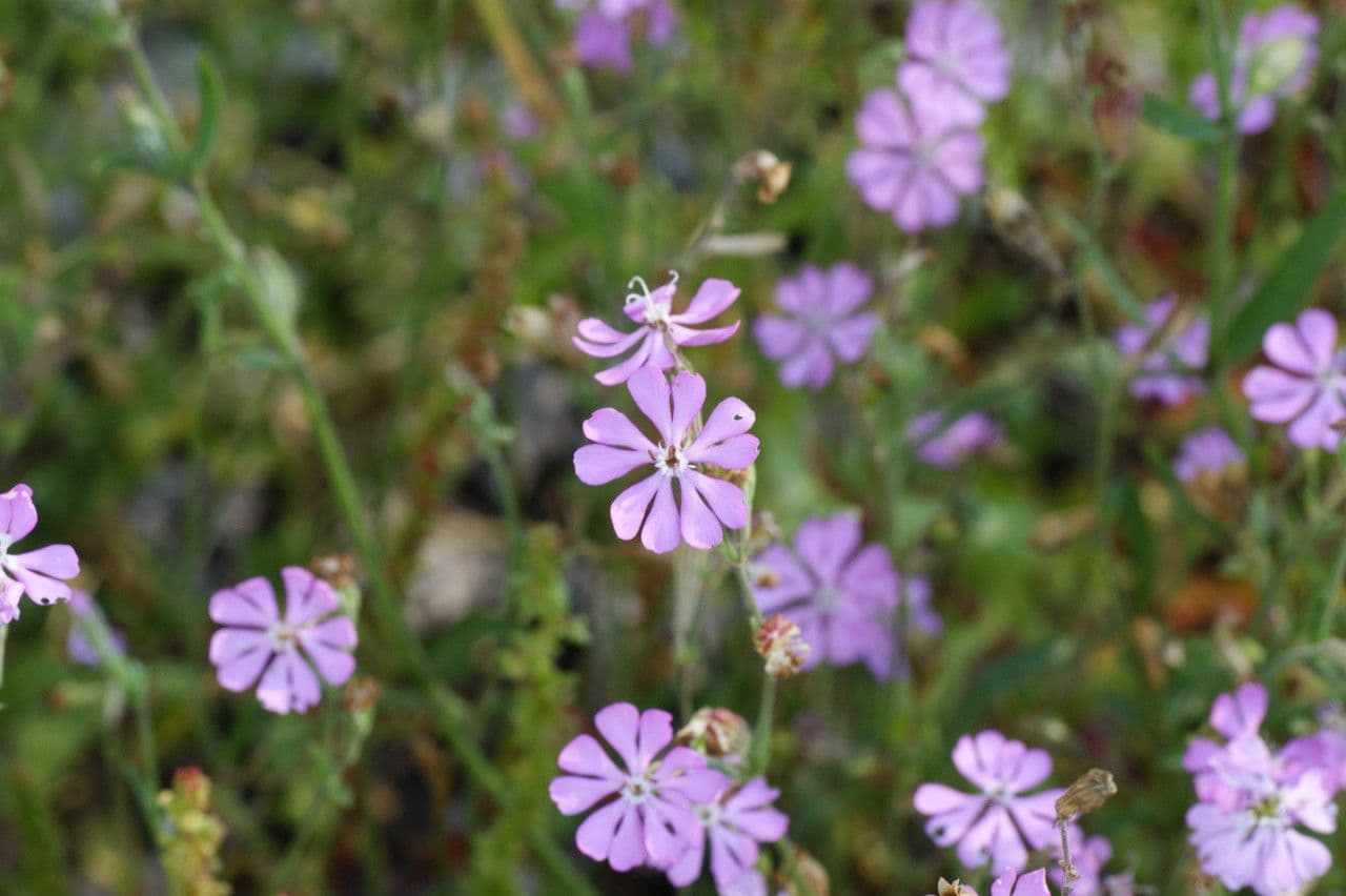 Silene 2