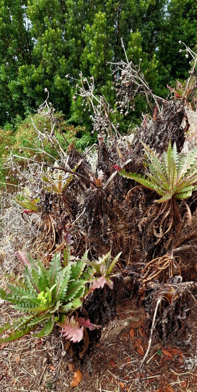 Sonchus 11