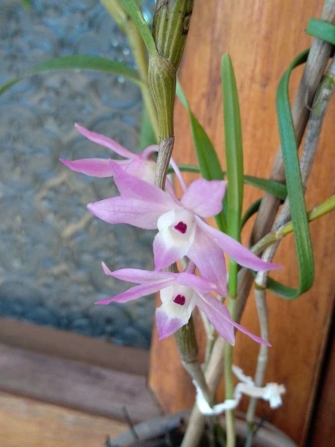 Dendrobium adunco 2