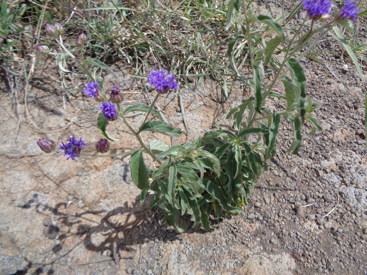 Gutenbergia 6