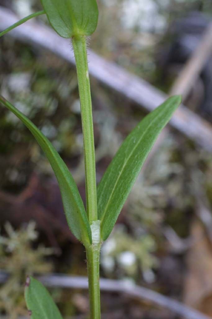Stenaria nigricans 16