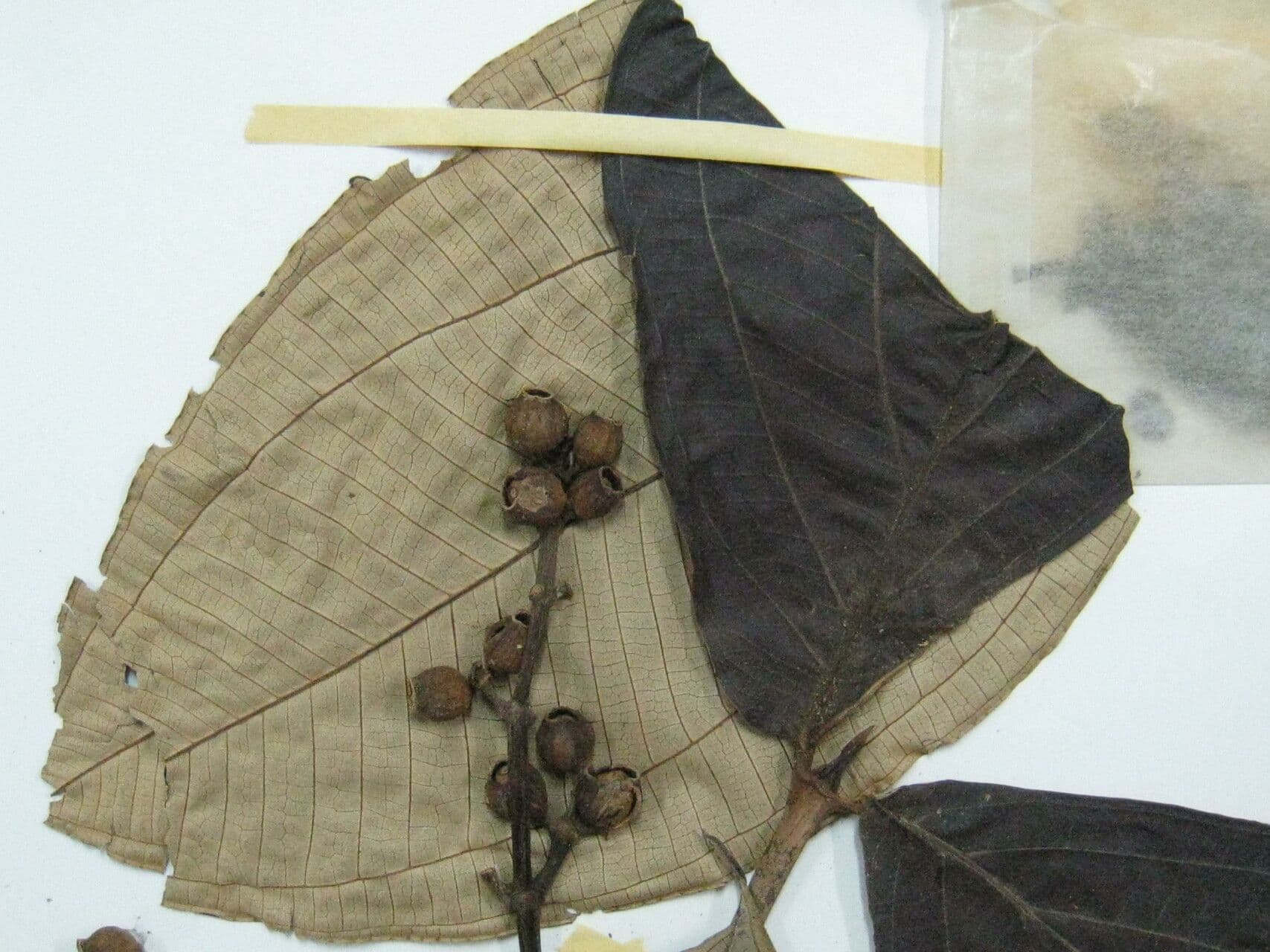Miconia 4