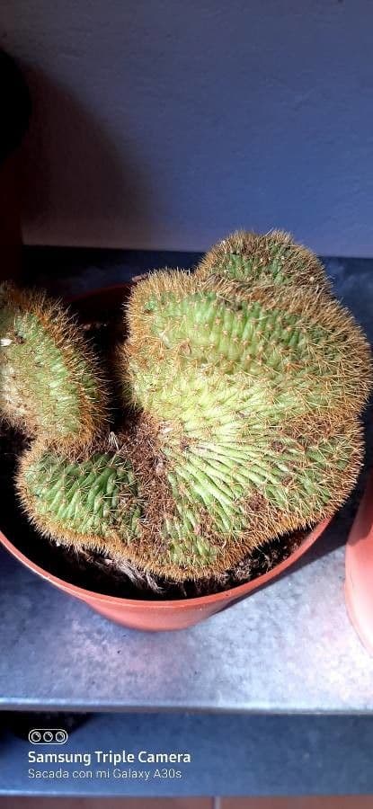 Cactus 4