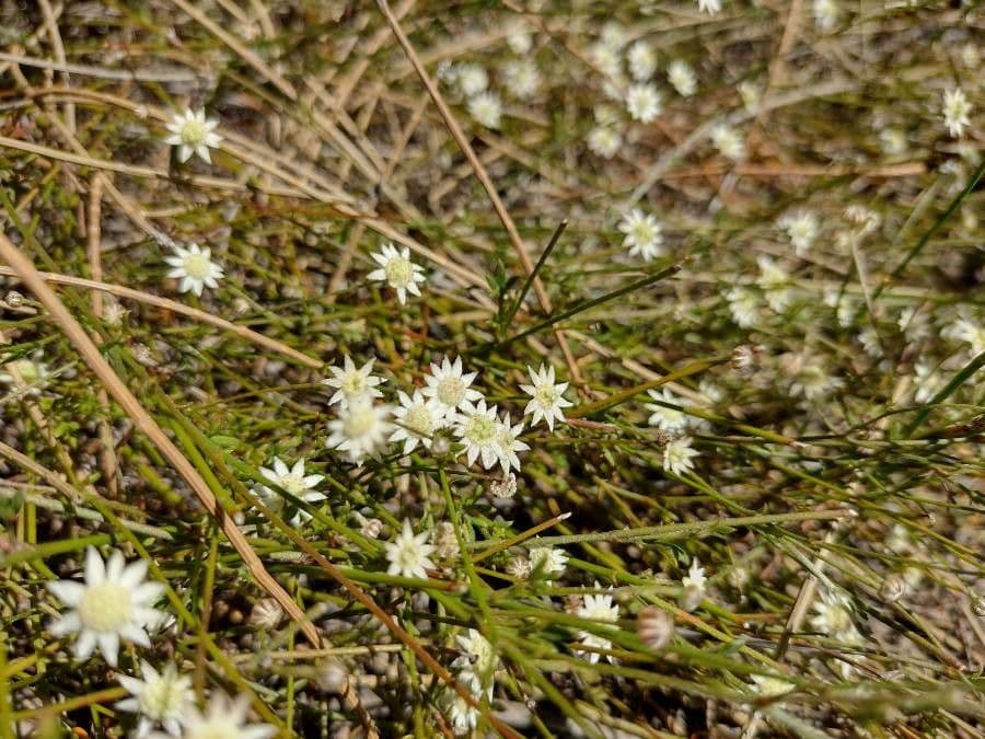 Actinotus 7