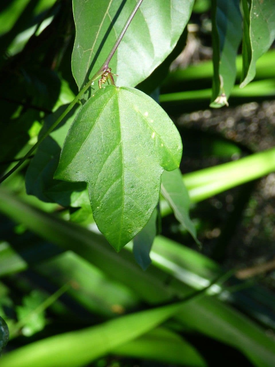 Passiflora suberosa 18