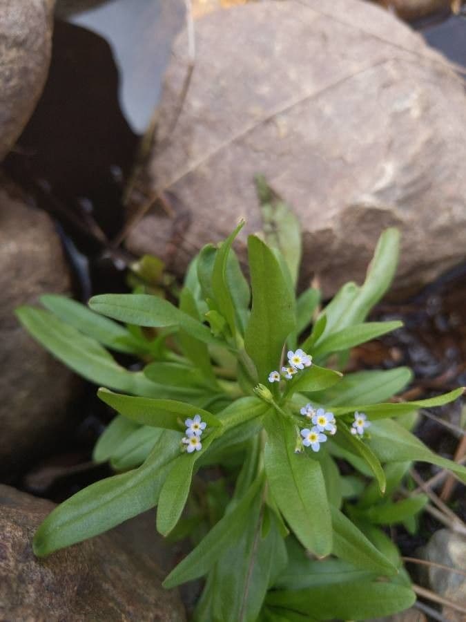 Miosotide siciliana 2