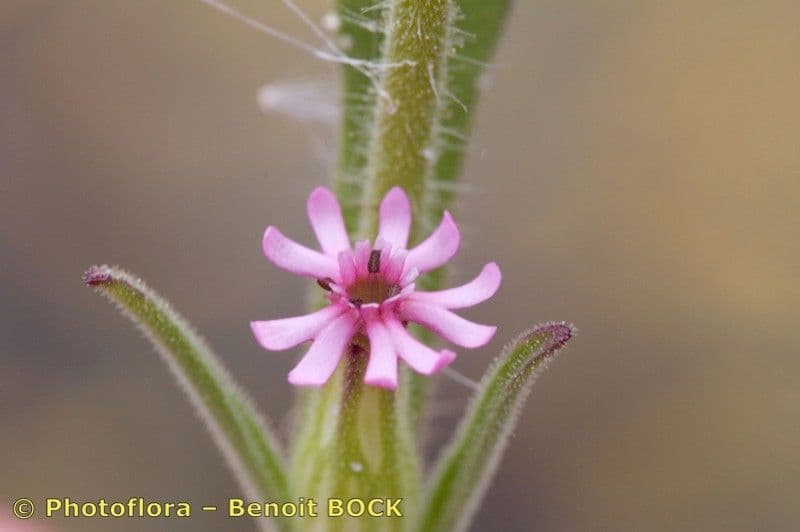 Silene 5