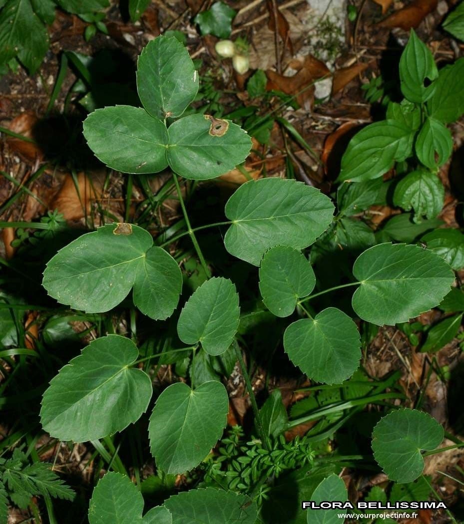 Broadleaf sermountain 28