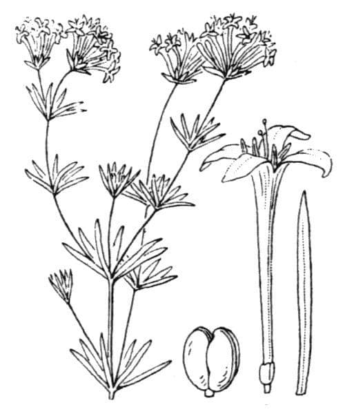 Asperula a sei foglie 11