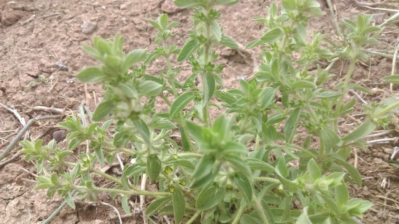 Berg-Gottesgnadenkraut 16