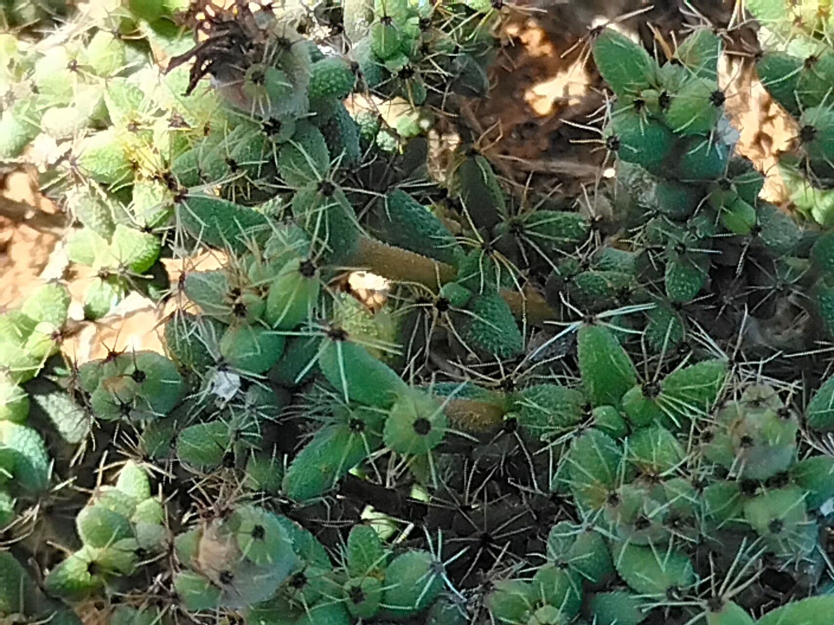 Trichodiadema 4