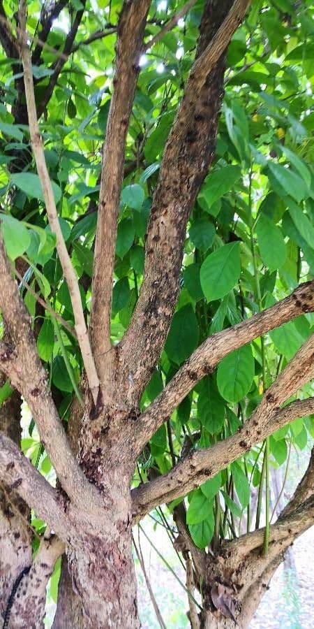 Baccaurea 17