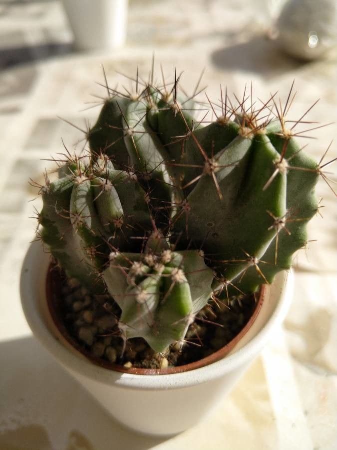 Cactus 20