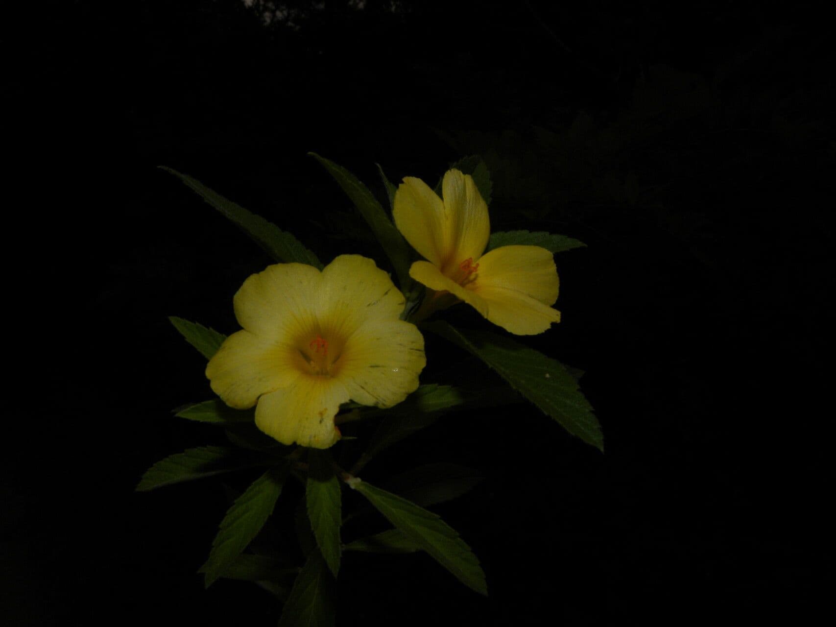 Turnera scabra 3