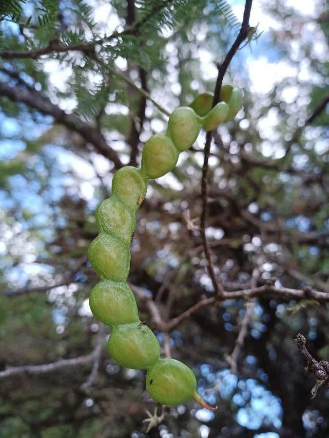 Prosopis affinis 5