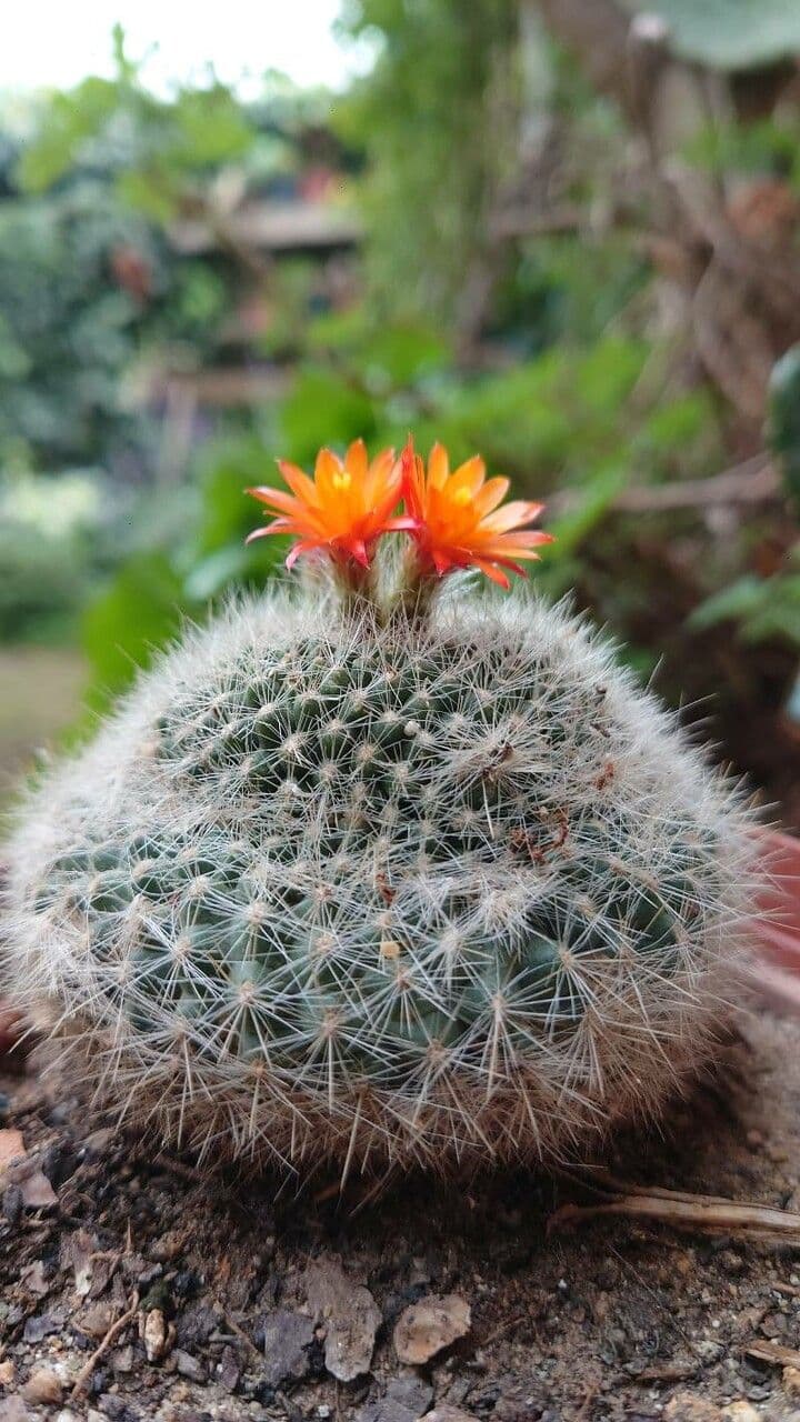 Cactus Palla Scarlatta 2