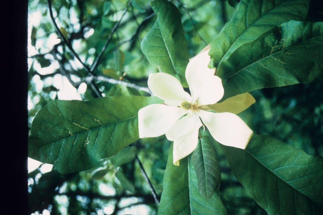 Magnolia di Fraser 5