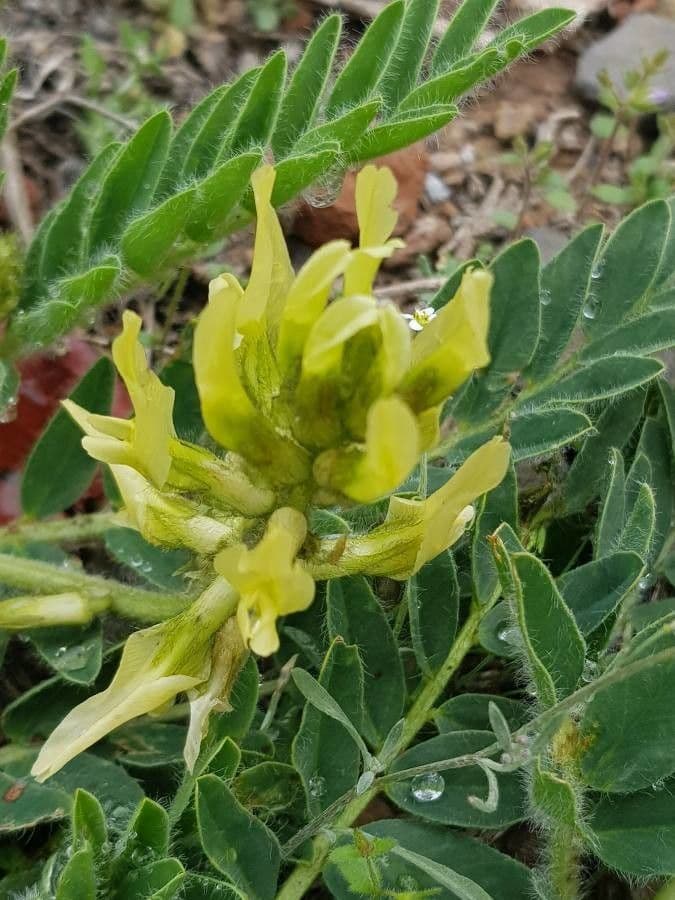 Astrágalo de flor brillante 2