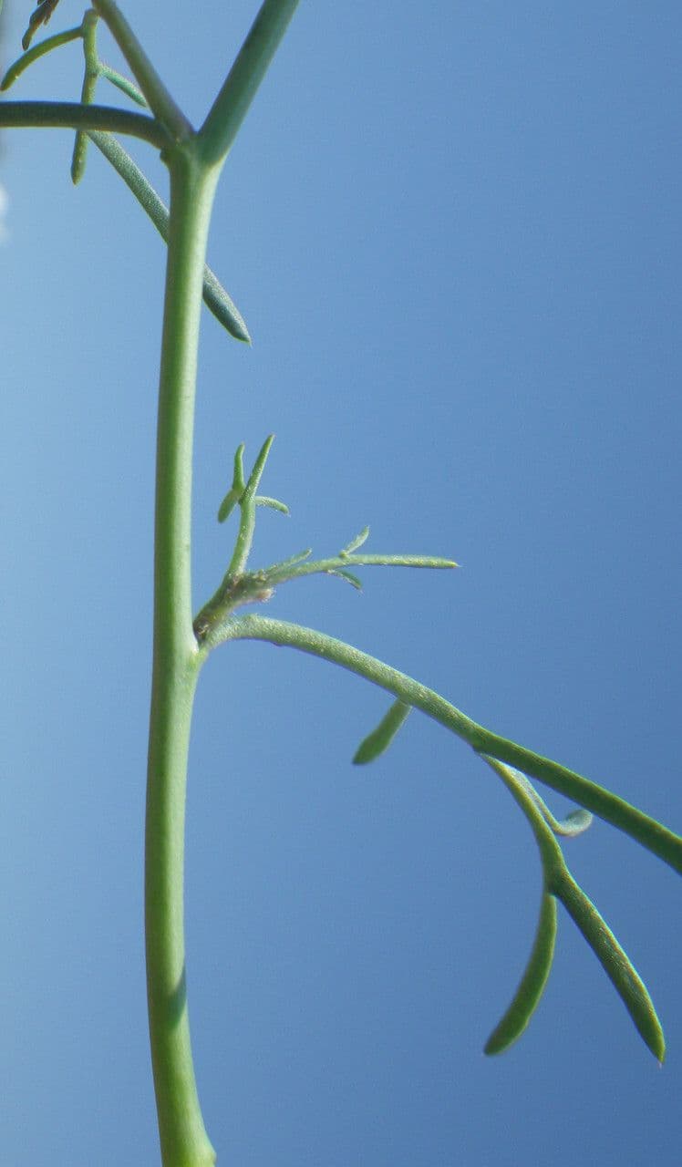 Erucaria 17