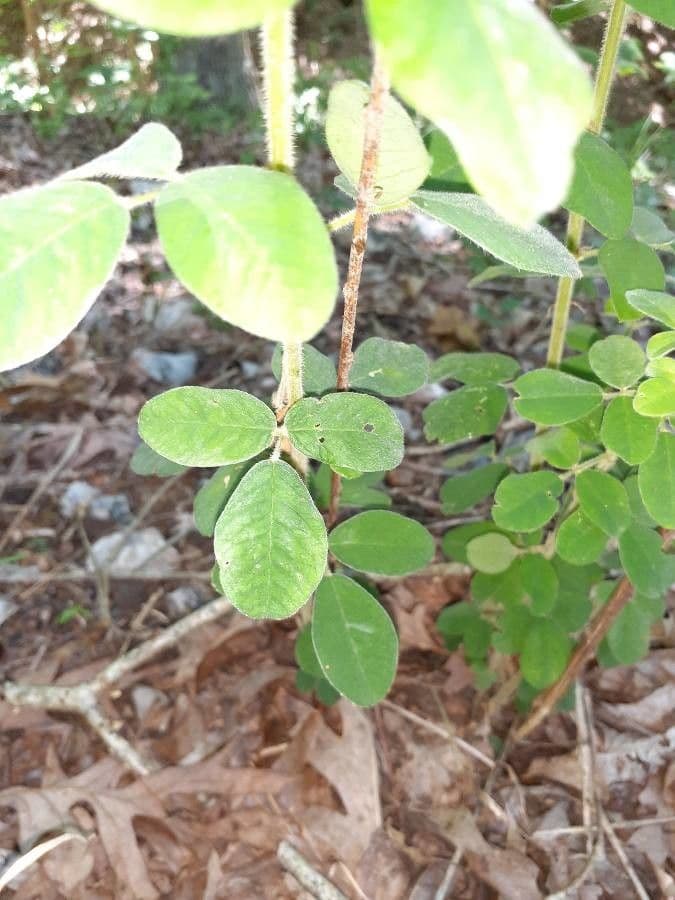 Lespedeza lysá 18