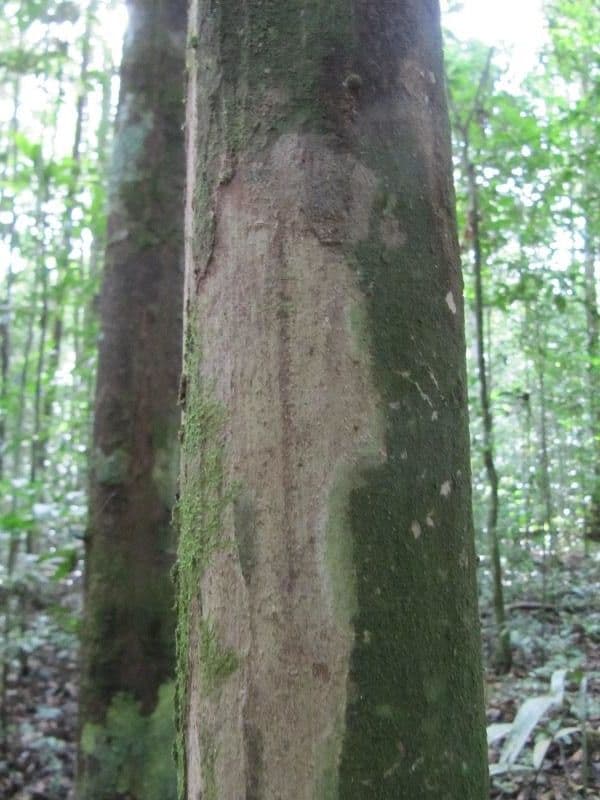 Myrcia 10