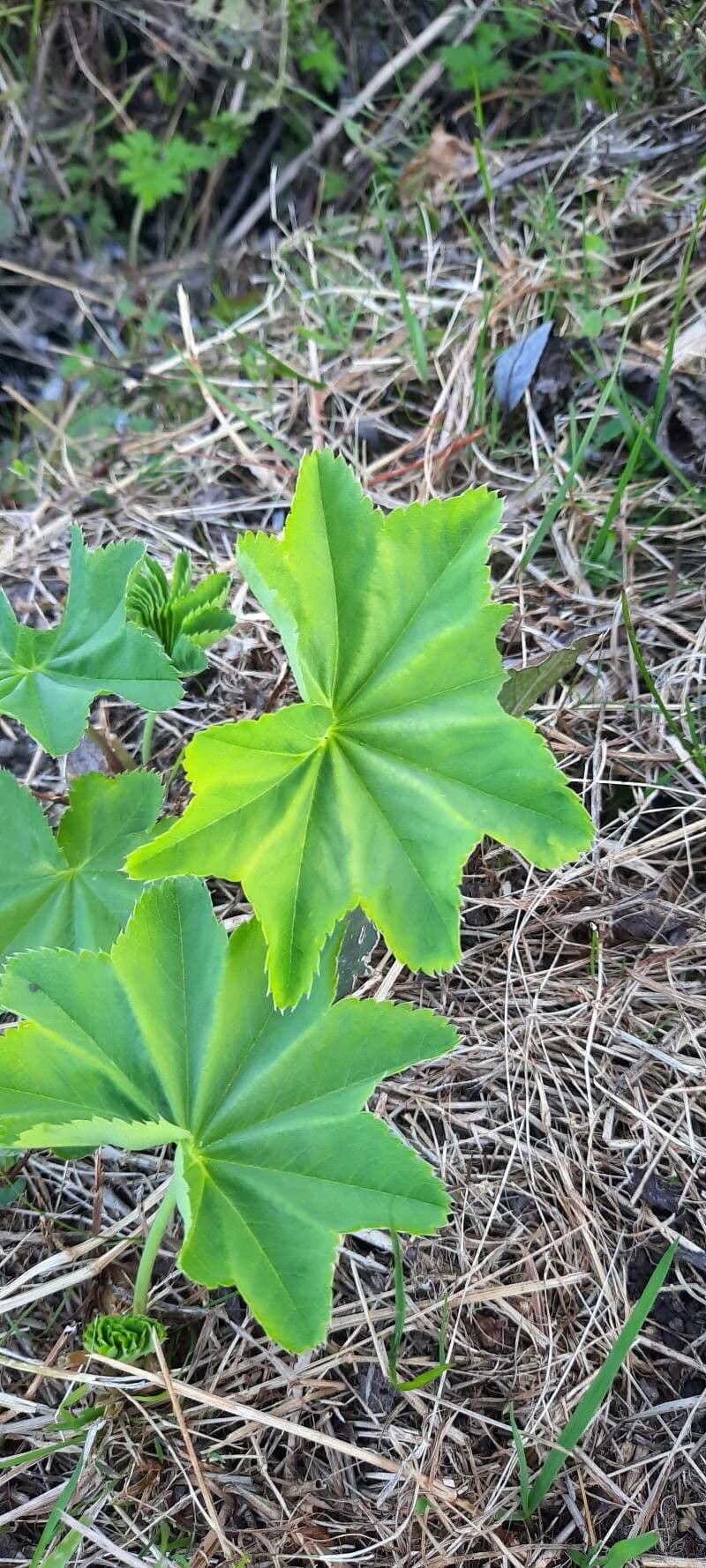 Alchemilla glabra 16