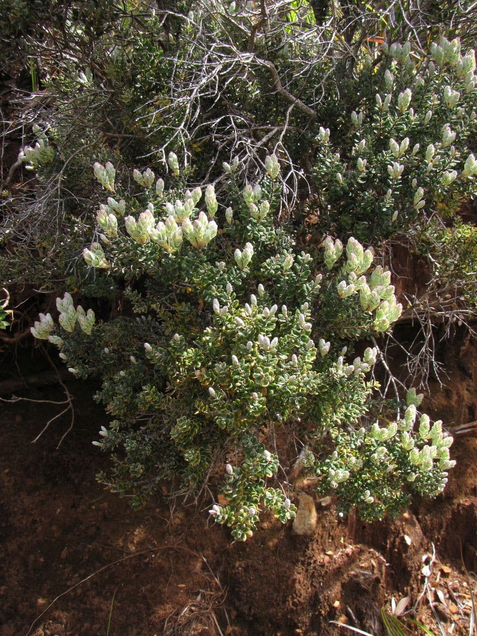 Cyathopsis