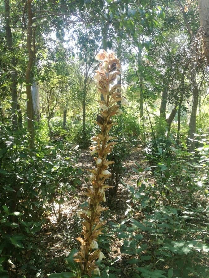 Orobanche del ginestrone 16