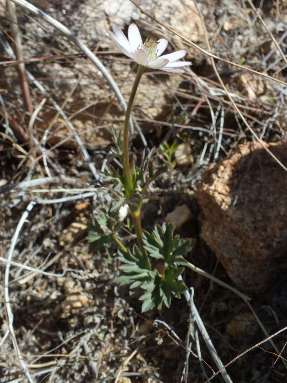Anemone tuberosa 8