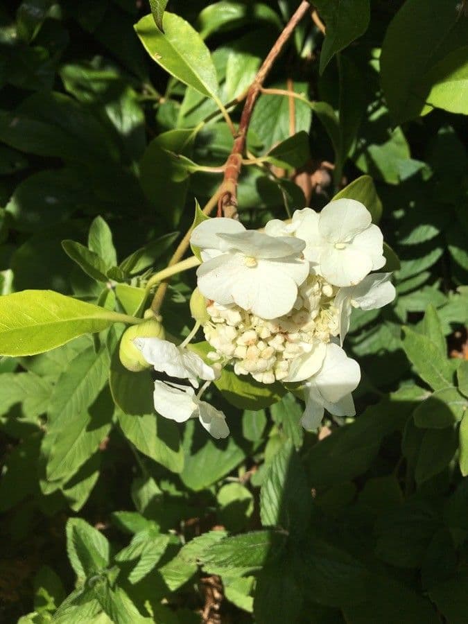 Hortenzie 3