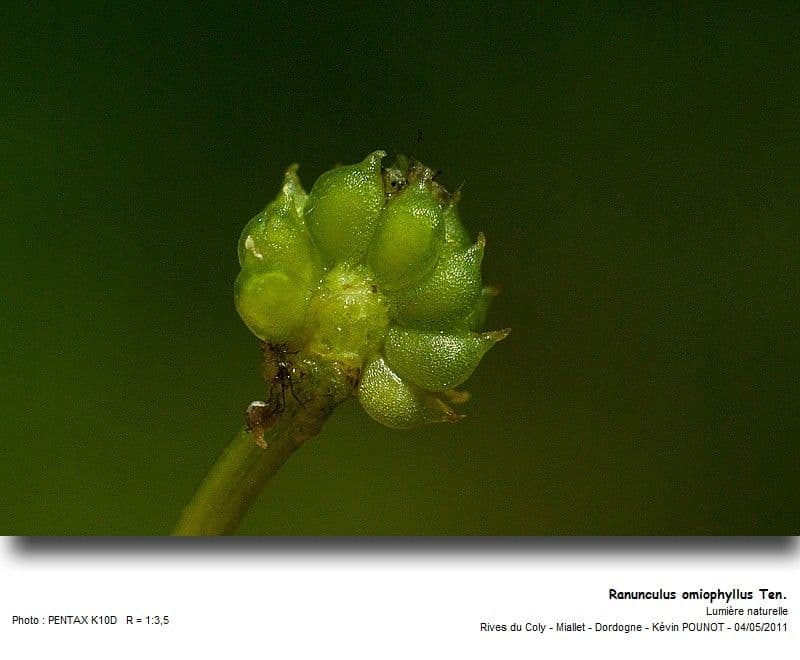 Ranunculus omiophyllus 2