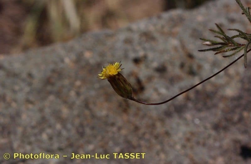 Leysera 2