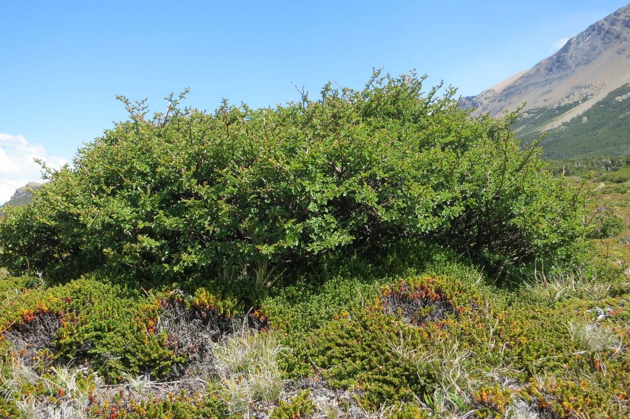 Nothofagus 5