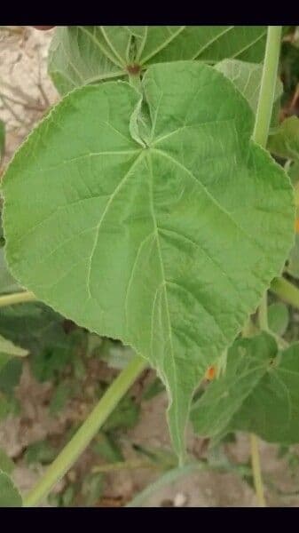 Abutilon di Teofrasto 17