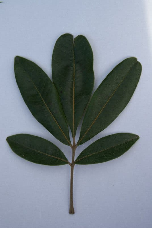Cossinia pinnata 29