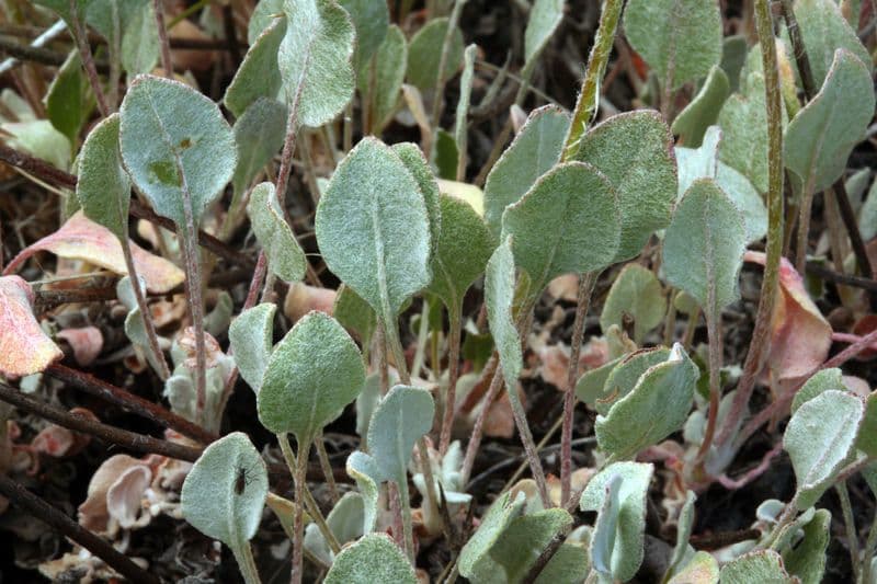 Blue mountain buckwheat 14