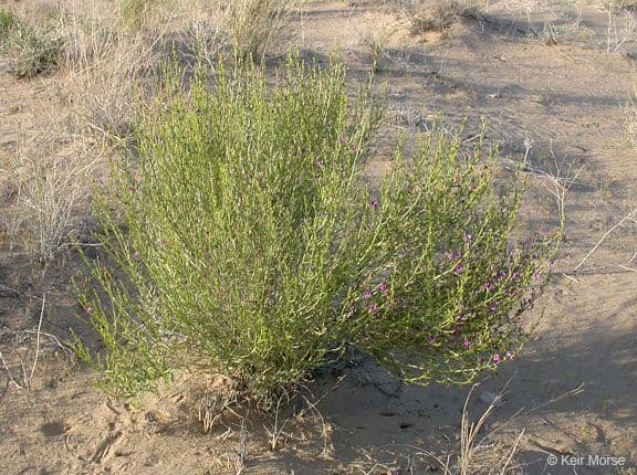Penstemon 7
