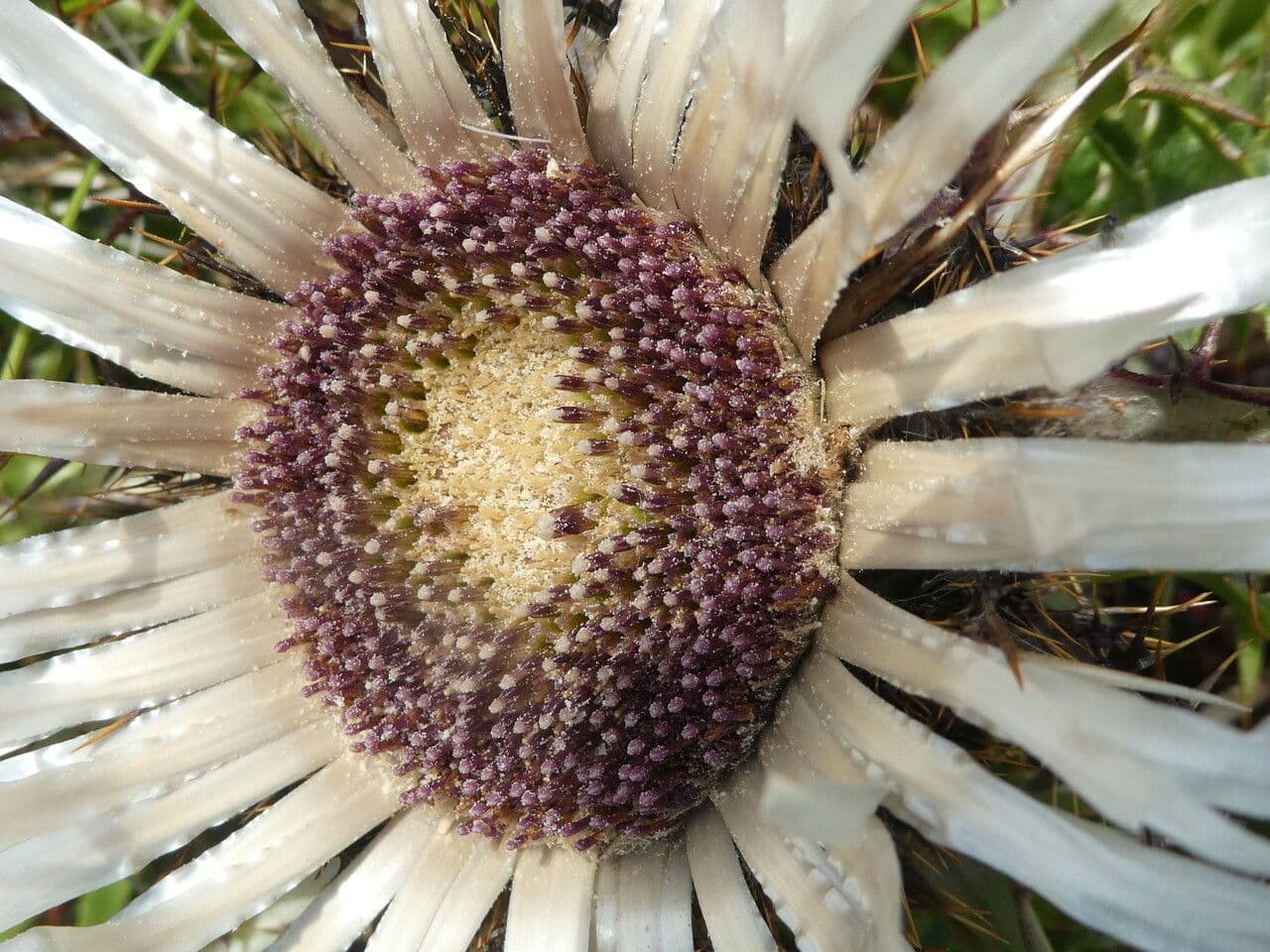 Silberdistel 8