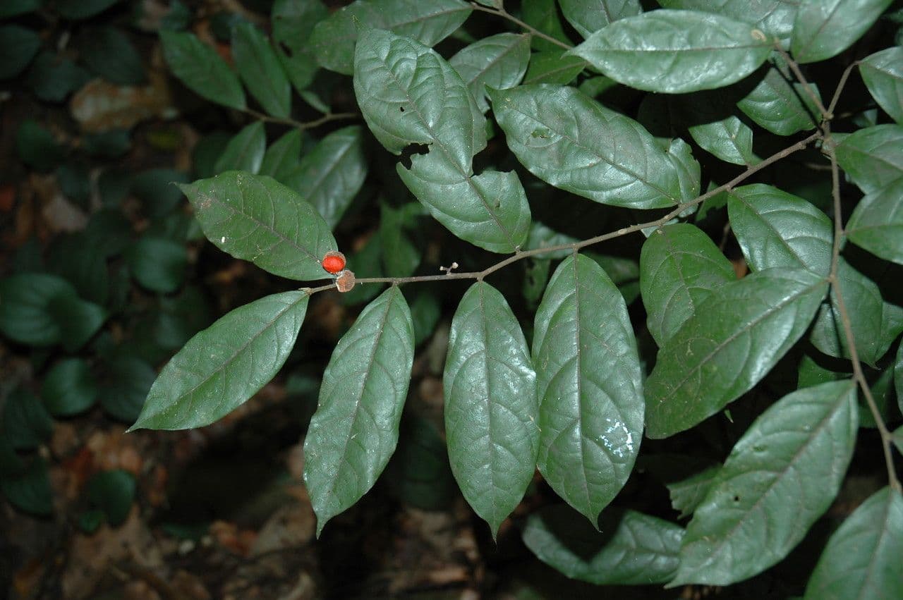 Dichapetalum 3