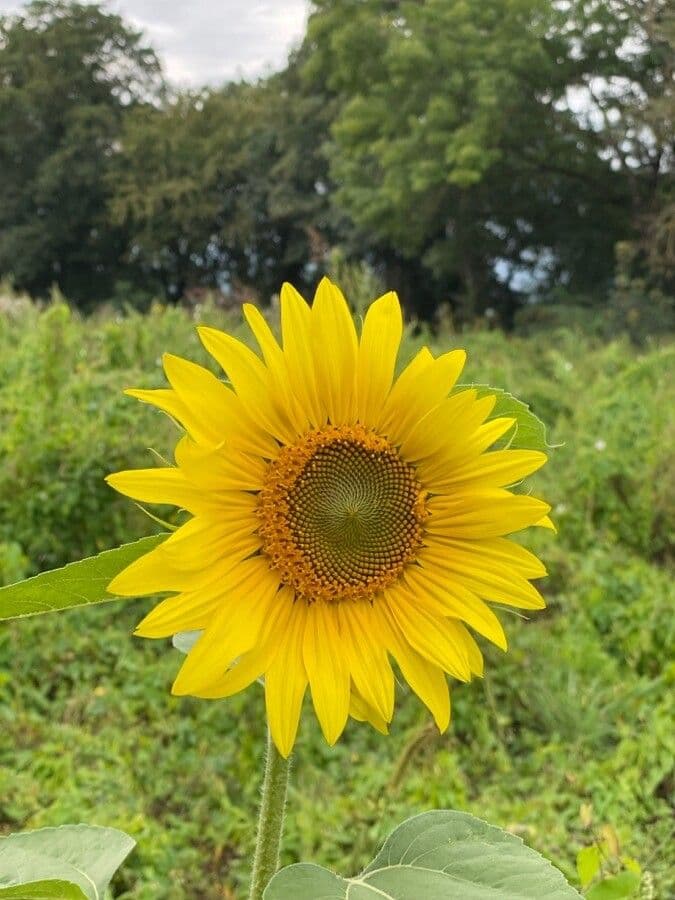 Tournesol géant 7