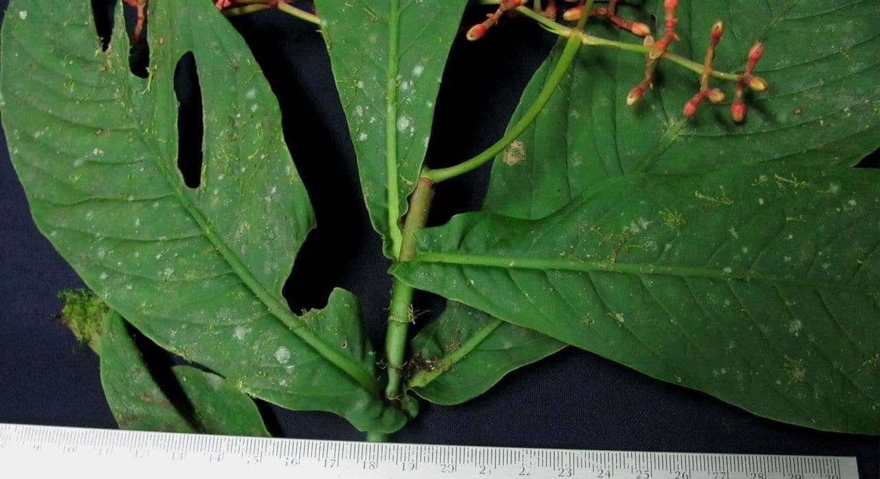 Chrysochlamys 2